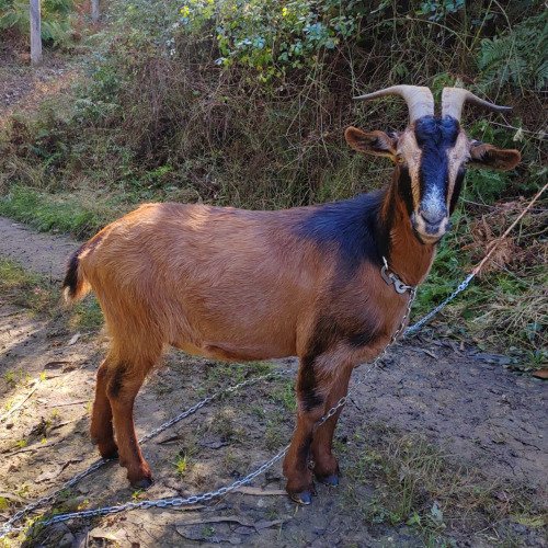 Renovacion caseta y huerta para mis animales